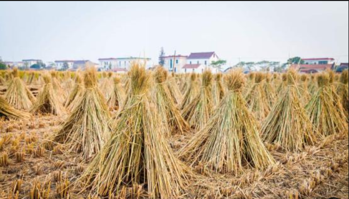 wheat straw for making particle board