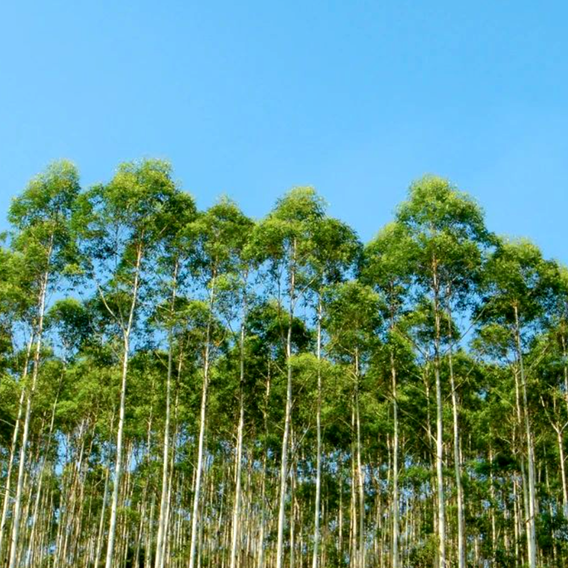 桉树Eucalyptus (1)