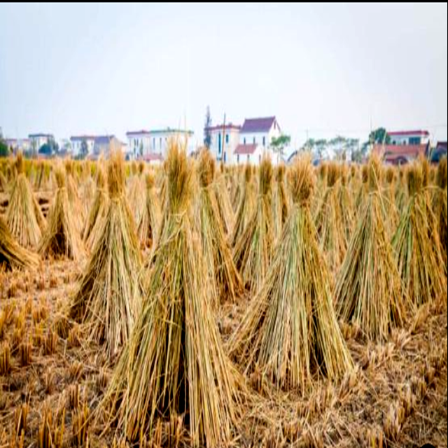 wheat straw for making PB