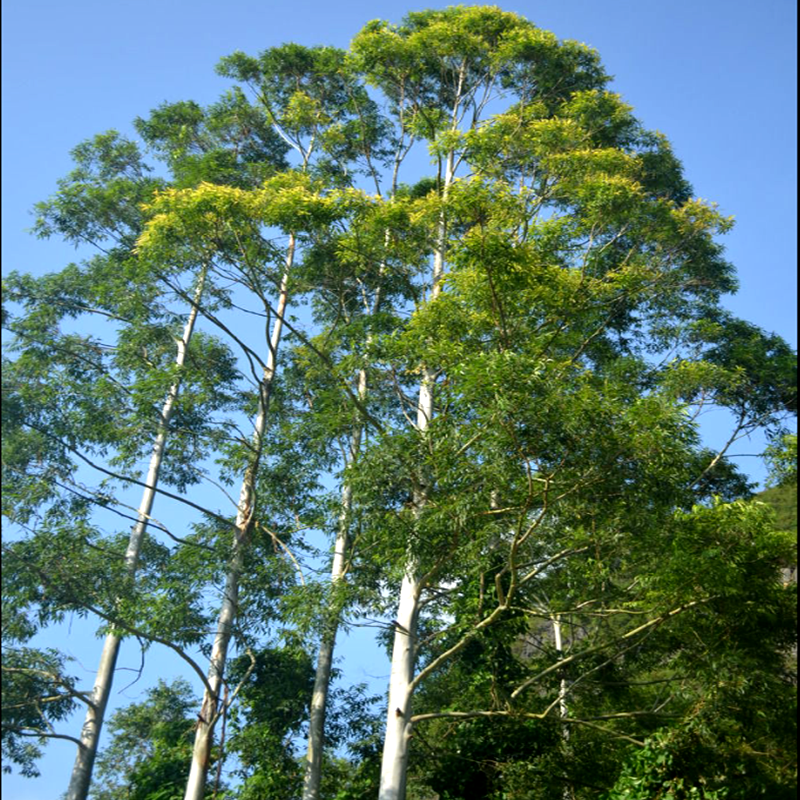 桉树Eucalyptus (2)