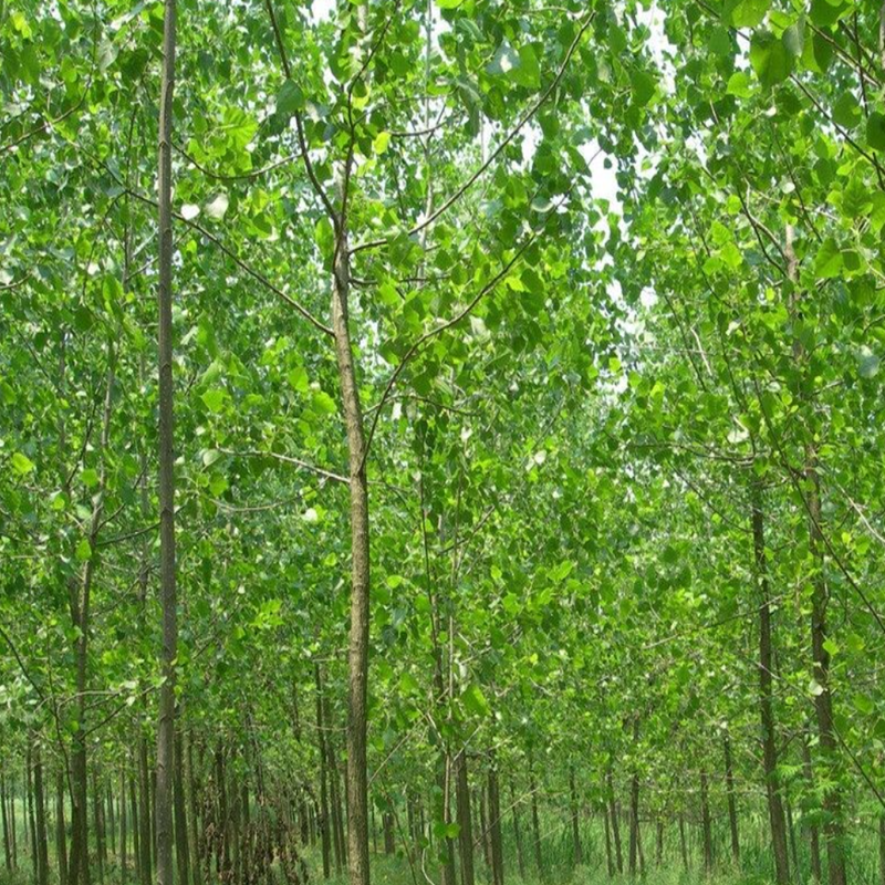 杨树poplar