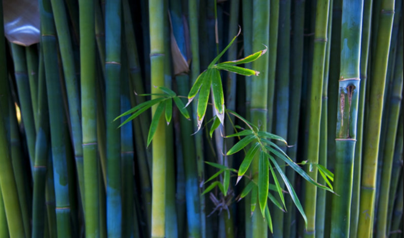Bamboo for making OSB