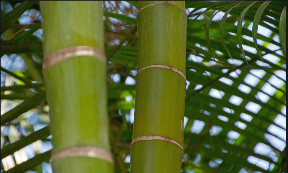 Bamboo OSB production