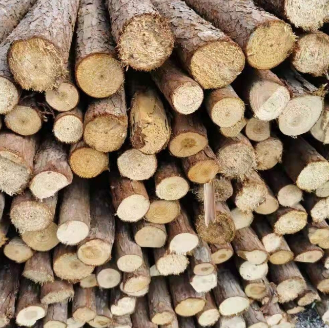 杉木cedarwood