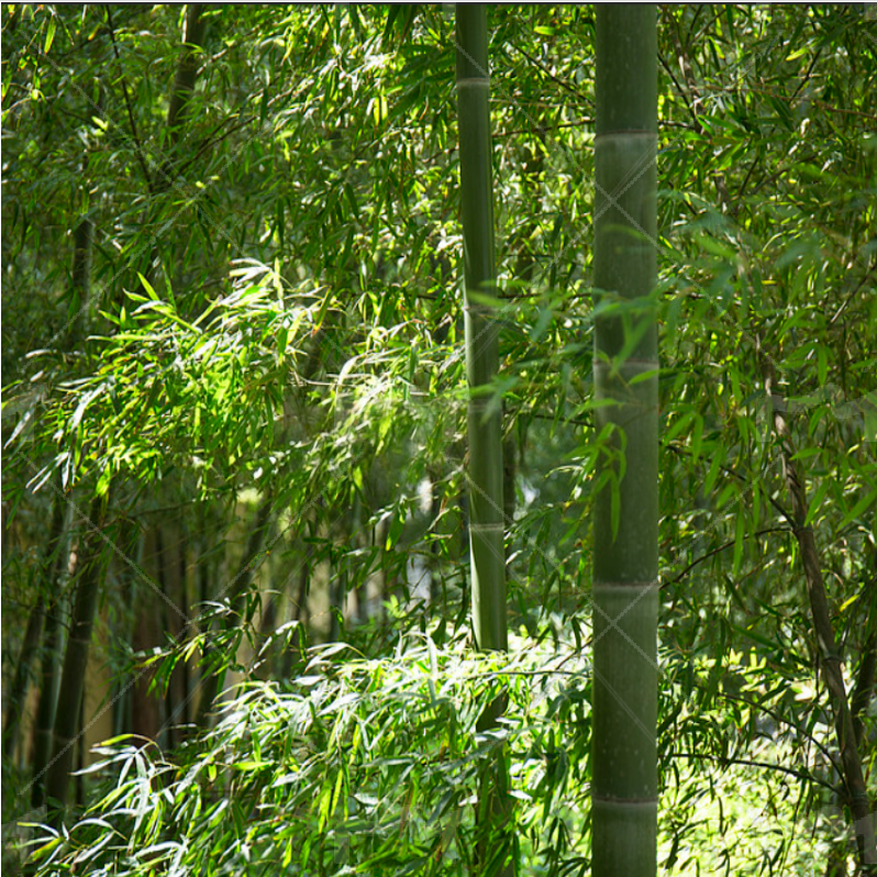 bamboo